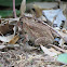 Southern toad