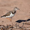 Ruddy Turnstone