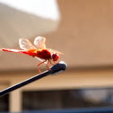Dragonfly