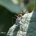 Milkweed Assassin Bug