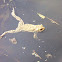 Common Toad