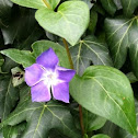 Pervinca