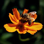 Western Honey Bee