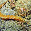 Chinese Dragon Nudibranch