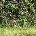 Red-shouldered Hawk