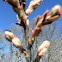 Sumac 