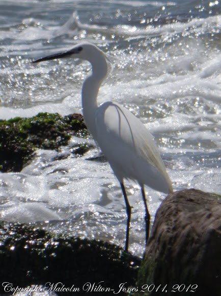 Spotting Image 1