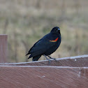 Red-winged Blackbird