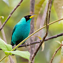 Green Honeycreeper