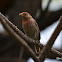 House Finch