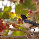 Rosy Starling