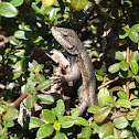 E. Fence Lizard