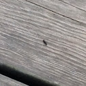 Black ant