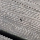 Black ant