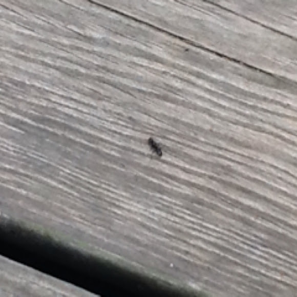 Spotting Image 1