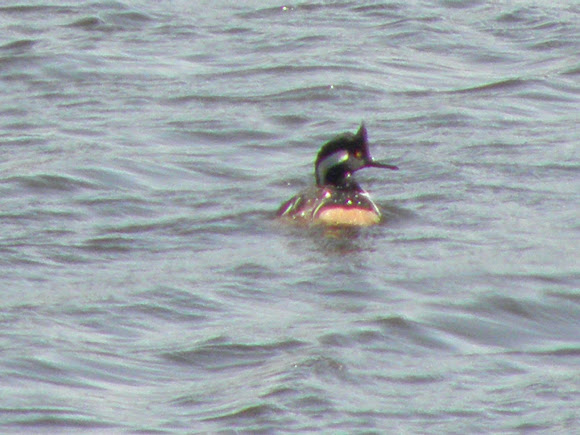 Spotting Image 1