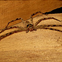 Huntsman