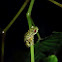 Brook frog