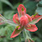 Indian paintbrush