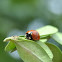 Lady Bug