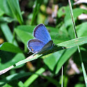Eastern Tailed-Blue