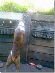 dog (1)