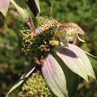 Ailanthus Webworm