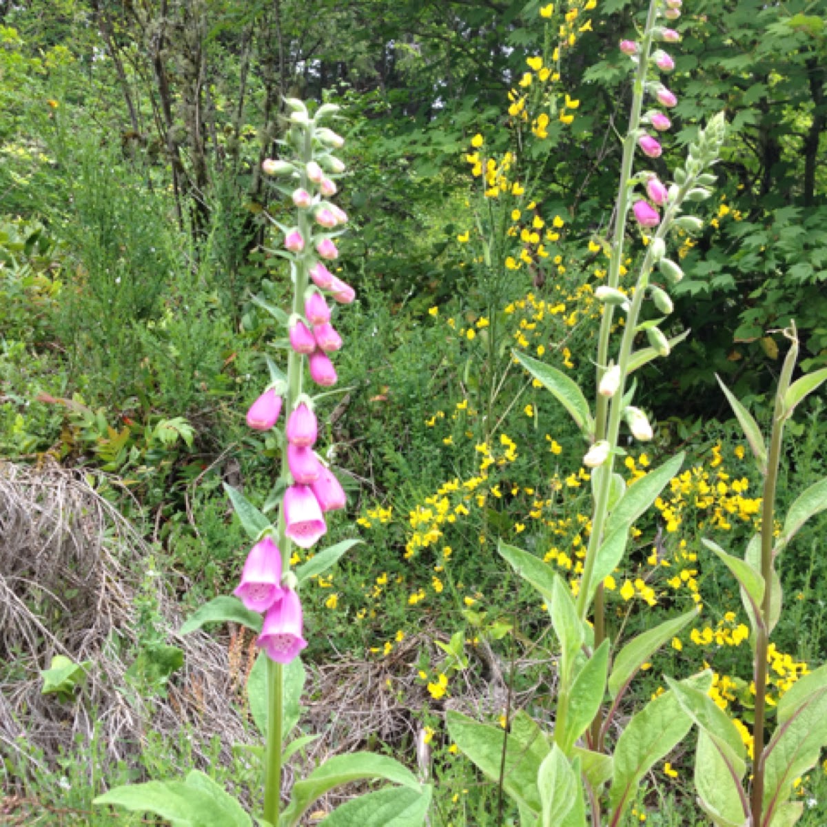 Foxglove