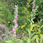Foxglove