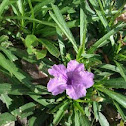 Mexican Petunia
