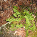 Polyploidy fern