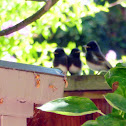 Black Phoebe