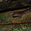 Blackbell Salamander