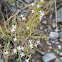 Baby's Breath Bluets     Narrowleaf Bluets