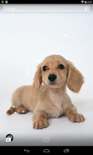 How to download Dachshund HD Live Wallpaper patch 1.2 apk for android