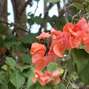 Long-tailed Skipper