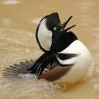 Hooded Merganser