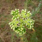 Sedum rupestre