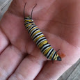 Biodiversity in Portland Maine