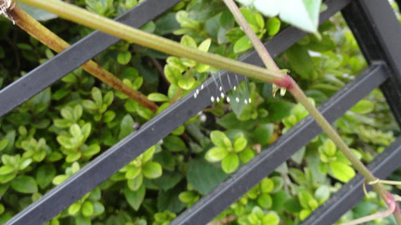 Spotting Image 1