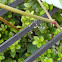 Green Lacewing Eggs
