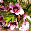 Flor de cera