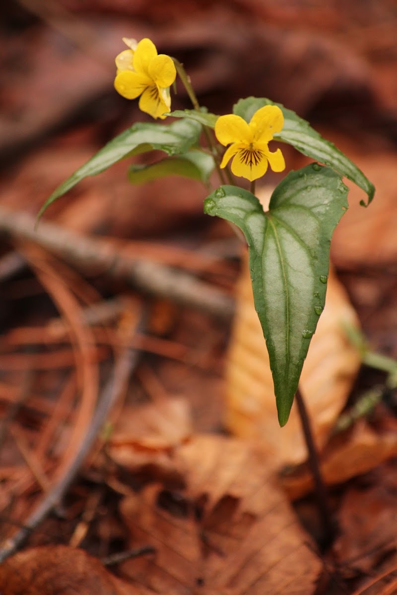 Halberdleaf Yellow Violet