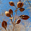 Hickory (empty nut husks)