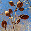 Hickory (empty nut husks)