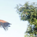 Black-collared Hawk