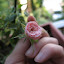 "Cupcake" miniature rose