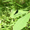 Ebony jewelwing