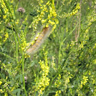 Yellow Bear