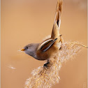 Panurus biarmicus
